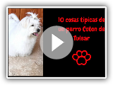 10 cosas tÃ­picas de un perro coton de tulear
